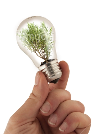 Conservation concept - Green plant growing inside a light bulb held by human hand