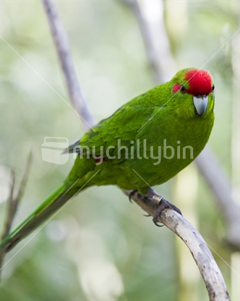 Kakariki are NZ's red-crowned parakeet