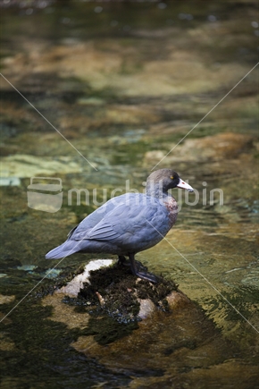 Blue Duck (Maori: Whio) in Pearse River, Kahurangi National Park