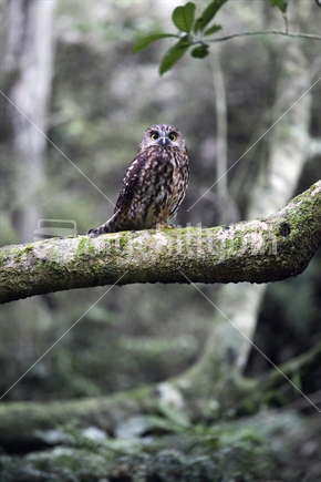Morepork  (Maori: Ruru) on bough of mossy tree, Canterbury. Ruru are NZ's native owl. ISO 5,000 so some graininess.