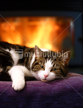 Tabby cat snuggles beside warm woodstove fire