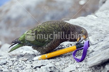 Kea (native mountain parrot) investigates iceaxe on Mt Arthur, Nelson region