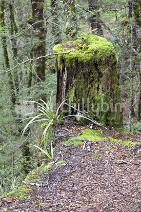 Mossy tree stump on Flora track, with beech leaf litter. Kahurangi National Park, Nelson region.