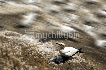 Mother gannet protects her young at Muriwai; Auckland region.