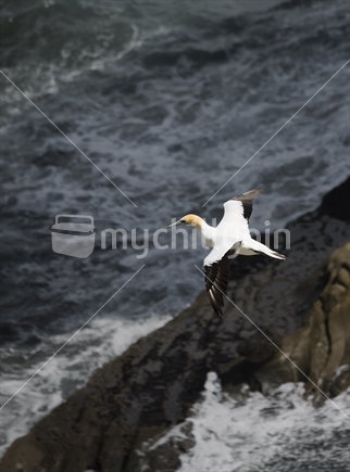 Lone gannet soars over rocks near Muriwai Beach; Auckland region