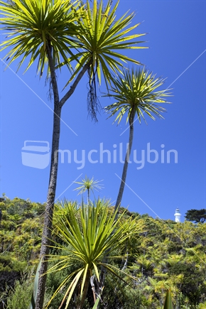 Cabbage trees stand tall alongside the distant lighthouse on Tiritiri Matangi Island in Auckland's Hauraki Gulf