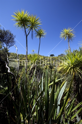 Cabbage trees and flax on Tiritiri Matangi Island in Auckland's Hauraki Gulf