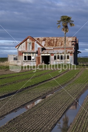 Derelict house - Appleby Highway, Nelson