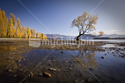 That Wanaka Tree, NZ's most photographed willow, in Autumn