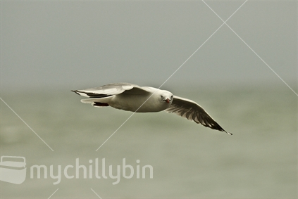 Seagull in flight over Oakura Beach, Taranaki