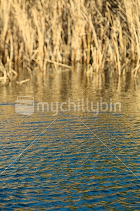 Lake water with Bullrush behind.