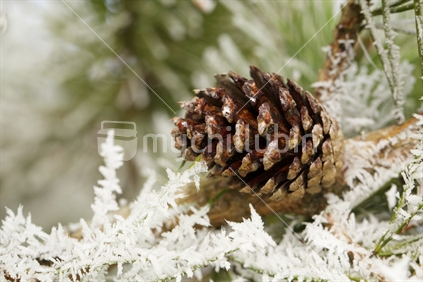 Pinecones in the frost near Taupo 