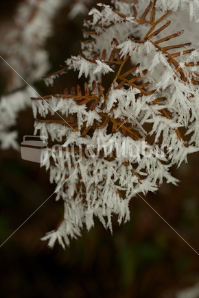 Fern frond covered in frost