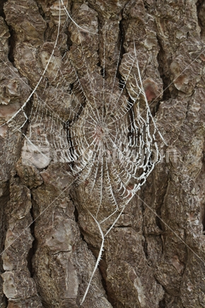 Frost covered spiders web on the trunk of a pine tree 