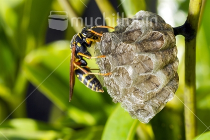 Asian Paper Wasp (Polistes chinensis), building a nest