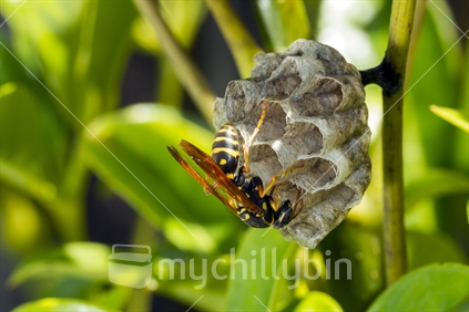 Asian Paper Wasp (Polistes chinensis) building a nest