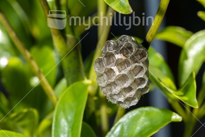 Asian paper wasp (Polistes chinensis) nest in early stages of construction