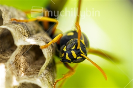 Extreme closeup of paper wasp looking directly at camera - Asian Paper Wasp (Polistes chinensis)