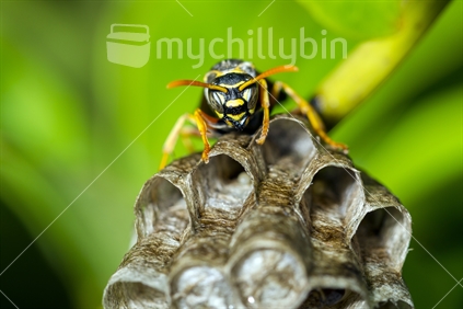 Asian Paper wasp (Polistes Chinensis) on her nest after laying eggs and sealing some chambers.
