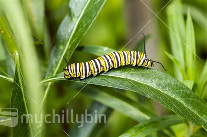 Monarch butterfly caterpillar on Swan plant