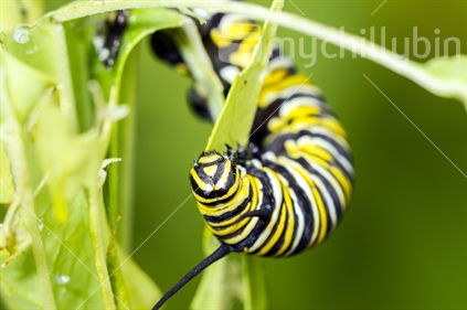 Monarch butterfly caterpillar on Swan plant