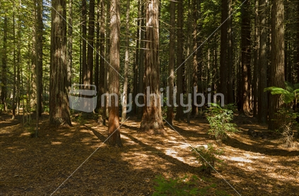 Expanse of Redwoods in forest in New Zealand.