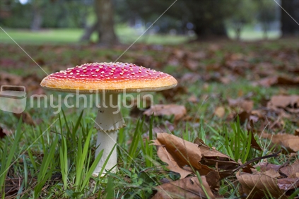 Amanita muscaria (Scarlet Flycap) fungi in a woodland clearing.