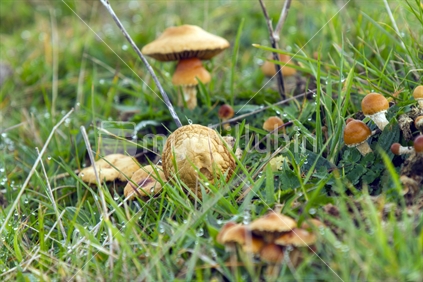 Fungus in a field with dew