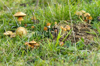 Fungus in a field with some growing on a cow pat with dew 