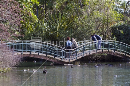 People standing on a footbridge at a park lake looking at the ducks, fish and eels.