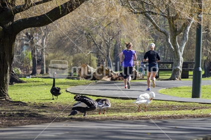 Female joggers running through a park from the rear with geese and black swans 