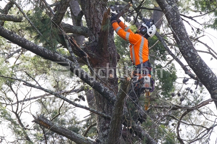 An arborist up a tree cutting away deadwood wearing a safety harness with a hanging chainsaw