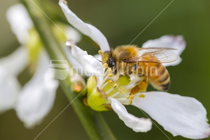 Honey bee on a orange blossom flower collecting pollen