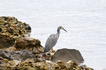 White faced heron (Egretta novaehollandiae) on rocks with large rock in foreground
