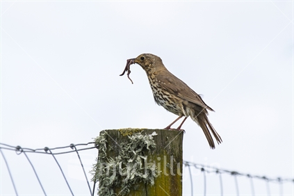 Song thrush on a fencing post with worms in it's beak - side on view (raised ISO)