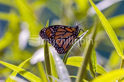 Monarch butterfly resting on leaves in the sunshine