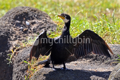 Cormorant or pied shag drying it's wings in the sun