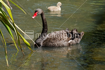 Black swan (Cygnus atratus) in the sun on a river with a young cygnet in the background