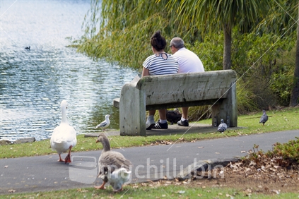 Couple on a bench in a park by the lakeside, with ducks and geese.