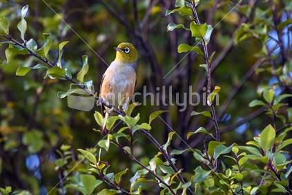 Silvereye (Zosterops lateralis) on a tree branch in the evening sun.