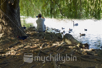 Tree roots (focus) with man using a smartphone to take photographs of ducks at a lakeside.