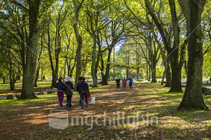 Groups of Asian and European adults, with dogs walking along a leafy path in Cornwall Park on a sunny autumn day, with joggers in the background