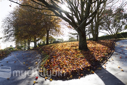 Change; autumnal view of path corner with leaves and trees with sunshine coming through.