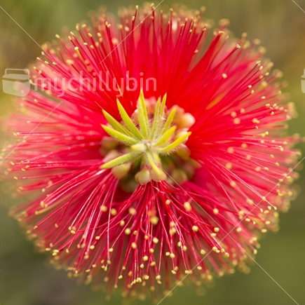 Bottlebrush flower