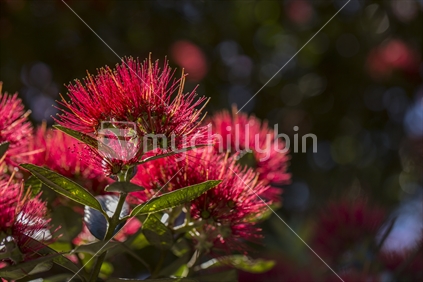Bright Pohutukawa Flower