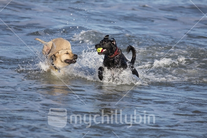 Two dogs at play with a ball in the surf