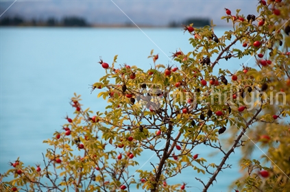 Rosehip bush (focus), in front of Lake Ruataniwha, Twizel