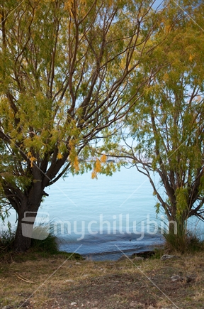 Lake Ruataniwha, framed by two willows