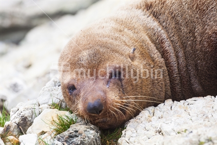 New Zealand Fur Seal, Wairarapa Coastline