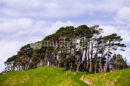 Macrocarpa trees with green grass farmland in foreground (1)